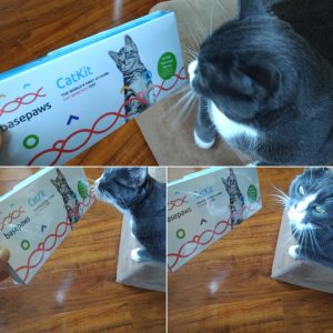 Basepaws Cat DNA Testing