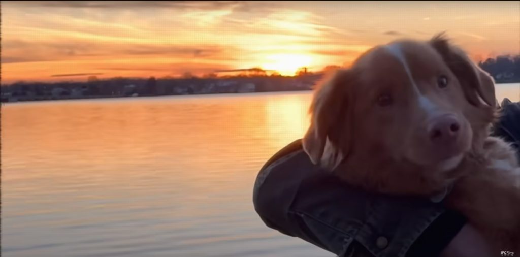 Movie - Horror - Good Boy trailer 2025 - Nova Scotia Duck Tolling Retriever at sunset | Geeky Human