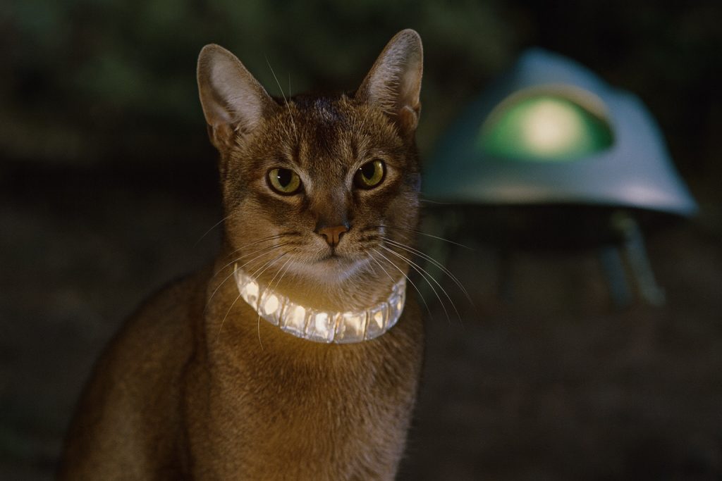 Sci-Fi cats - Jake The Cat from Outer Space | Geeky Human Sci-Fi cats - Jake The Cat from Outer Space